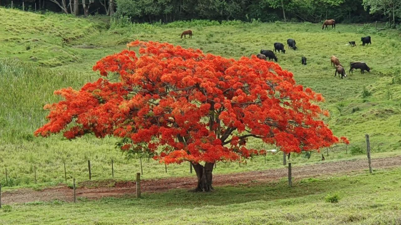Pousada Fazenda Pinhalzinho Ribeirao Claro Exterior photo